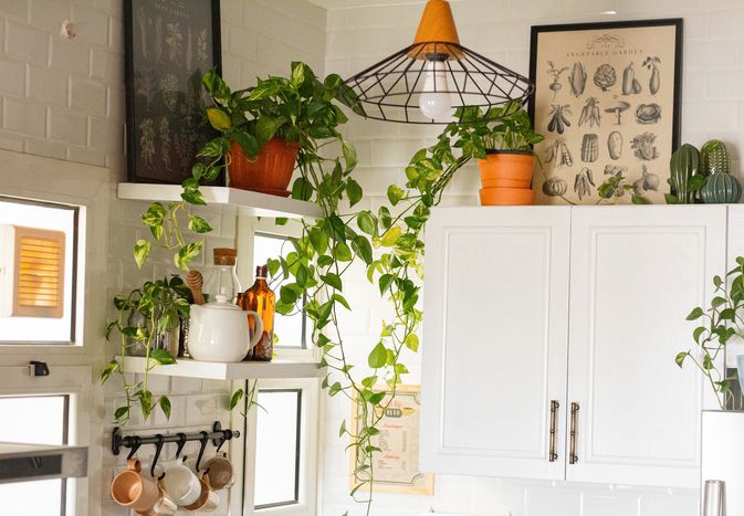 pothos plants in the kitchen