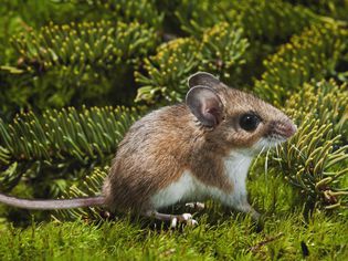 Deer Mouse (Peromyscus maniculatus)