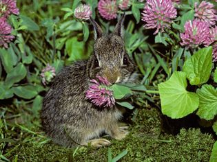 Baby rabbit eating clover