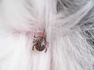 a tick hiding under the long hair of a household pet and feeding