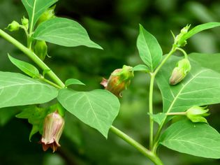 Belladonna plant with bell-shaped flower and buds closeup