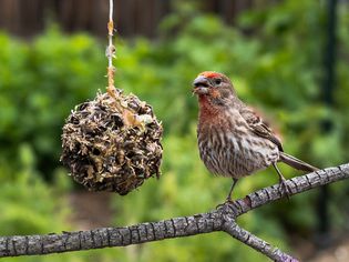 Hanging bird feeder covered with peanut butter and sunflower seeds next to red and brown bird closeup