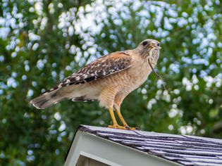 Red-shouldered hawk standing on top of house with lizard in its mouth