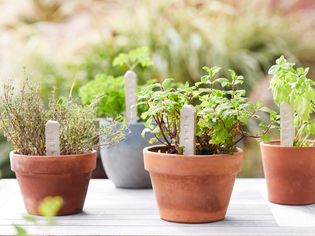 DIY clay plant labels in herb pots