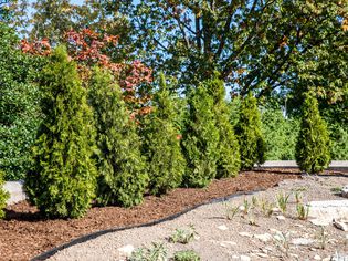 Emerald green arborvitae trees trimmed in cone shapes