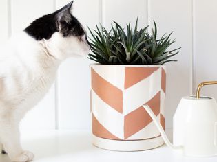 a cat sniffing a haworthia plant