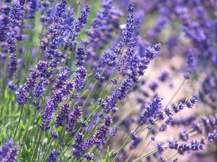 Lavender plant in english garden closeup