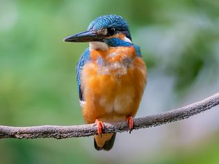 Blue and orange kingfisher bird sitting on branch