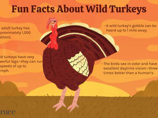 fun facts about wild turkeys illustration