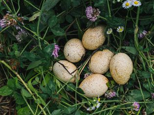 Wild bird nest with cream-colored eggs with brown spots surrounded by wildflowers