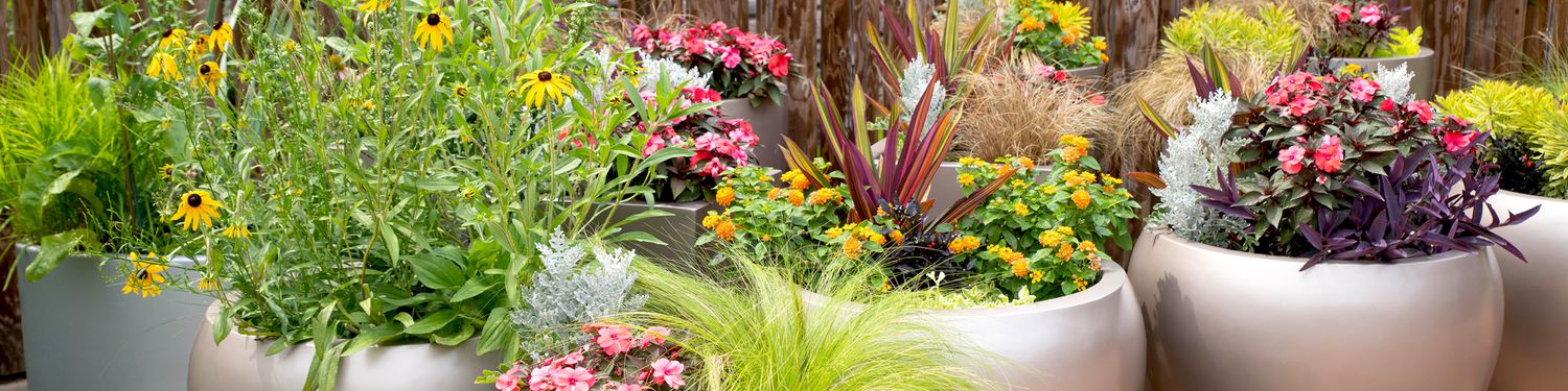 Tend your garden like a pro with help from our expert writers and Master Gardeners. Learn how to do everyday tasks, pick out the best plants, and everything in between.