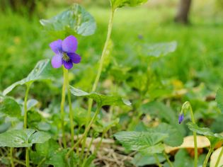 Wild violet plant in lawn with deep purple flower and bud