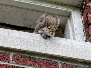 Squirrel poking its body out of opening in brick house closeup