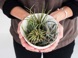 High angle close up of woman holding plant pot with a selection of air plants