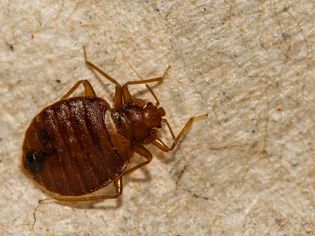 Close up of bed bug