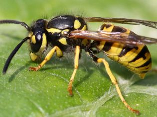 Yellow jacket wasp on a leaf.
