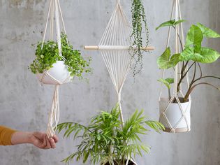 Plants hanging from different hangers and a person holding one