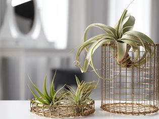 Different tillandsia plants on white table in gold wire displays