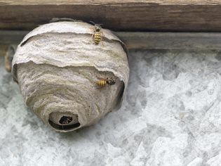 wasp nest 