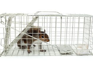 A squirrel trapped in a cage