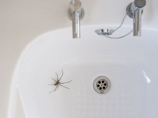 what attracts spiders in the house
