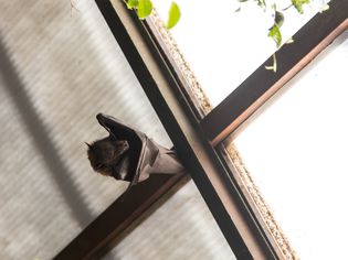 Bat hanging onto a ceiling beam in the house