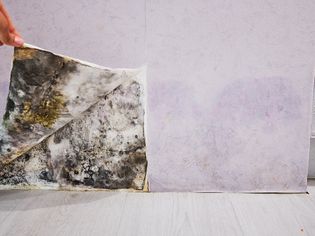 Woman lifting corner of wallpaper to reveal black mold