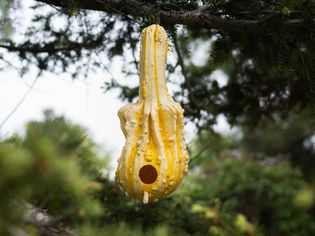 Yellow and white gourd hanging from tree branch as birdhouse
