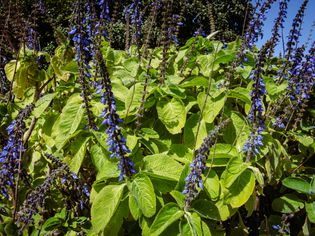 Blue spur flowers with large and bright green leaves and blue-purple flower stalks in sunlight