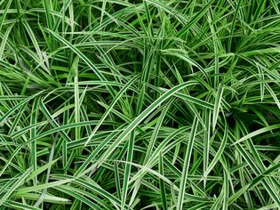 Japanese sedge plant with thin green and white blades closeup