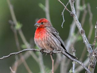 House finch sitting on branch with red and brown feathers