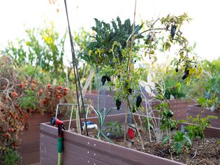 Vegetable garden in raised garden beds with eggplant and tomatoes hanging