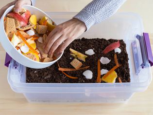 Food scraps poured into plastic bin with soil inside for composting