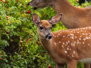 Deer and doe eating bush with small red berries