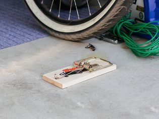 mouse trap in the garage