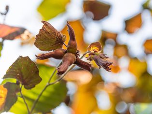 Beaked hazelnut shrub branch with acorn-like nuts closeup