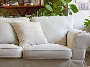 White couch with re-stuffed cushions surrounded by houseplants and shelves