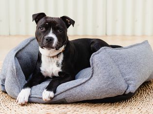 Closeup frontal view of a pitbull mix dog laying on a dog bed