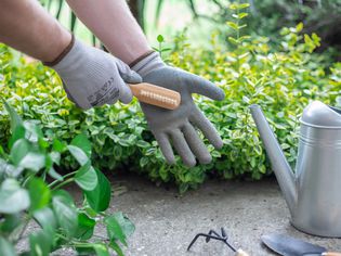 Gray gardening gloves being scrubbed with soft-bristled brush near outdoor plants