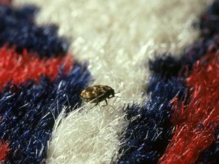 A varied carpet beetle laying eggs in the fibers of a colorful carpet