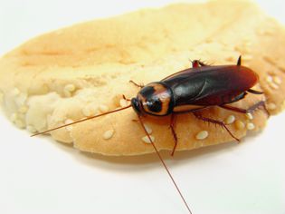 A large, dark brown and tan palmetto bug with long antennae crawls on a sesame bun.