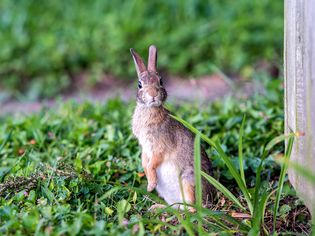 rabbit in a garden
