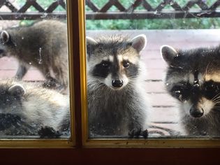 A group of raccoons looking into a house through a door with glass panes