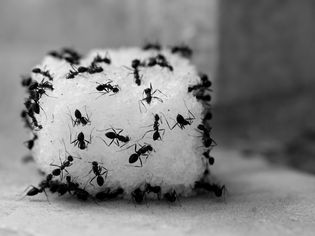 A group of 20+ sugar ants congregating on a sugar cube