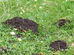 Small and large hills of dirt in a yard where an animal has been digging