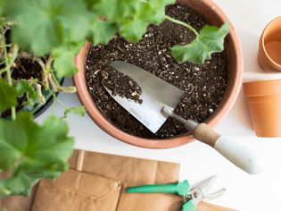 Geranium plant next to large pot of soil and gardening tools