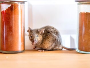 Brown mouse sitting between two glass containers with orange spices