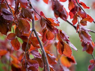 Fagus sylvatica branches with dense purple-red leaves closeup