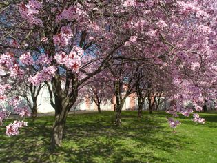 Purple leaf plum trees in landscape with pink flowers 