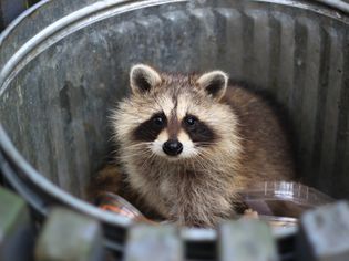 raccoons in trash